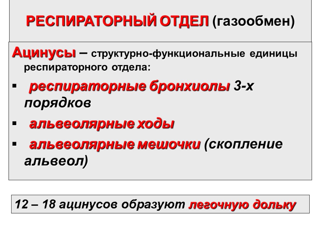 РЕСПИРАТОРНЫЙ ОТДЕЛ (газообмен) Ацинусы – структурно-функциональные единицы респираторного отдела: ▪ респираторные бронхиолы 3-х порядков